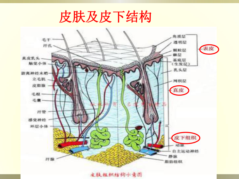 皮肤软组织感染ppt课件_第1页