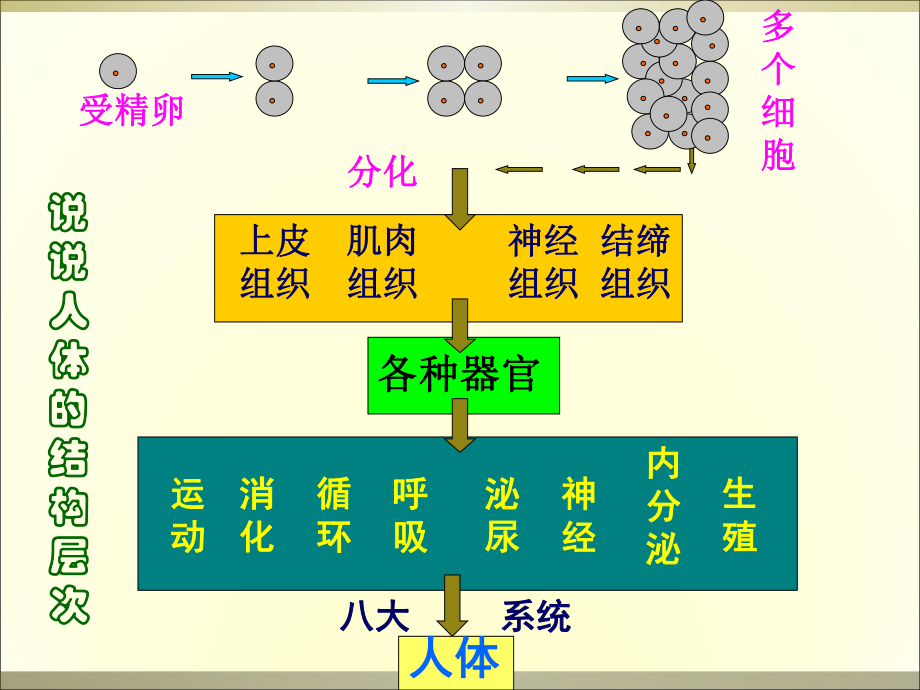 植物层次课件_第1页