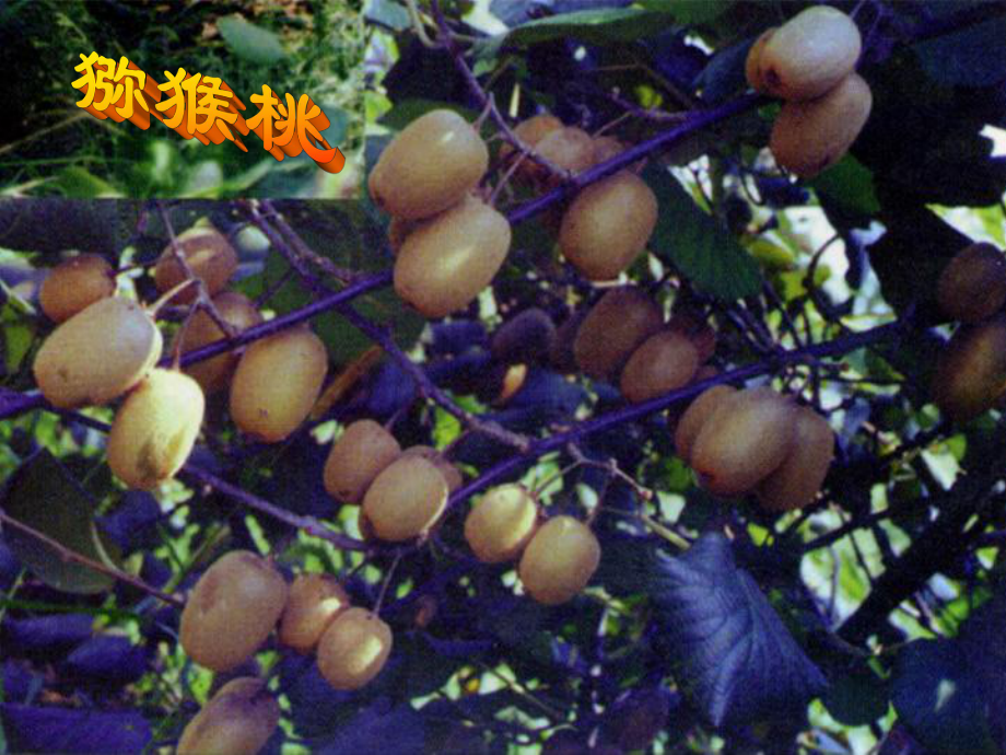 智利、中国等10多个国家中国猕猴桃栽培面积世界第一_第1页