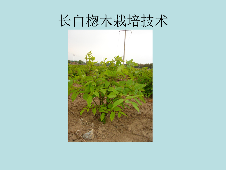 长白楤木栽培技术_第1页