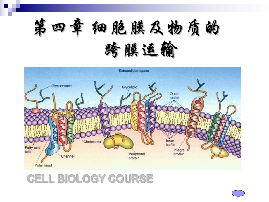 第四章细胞膜2_第1页