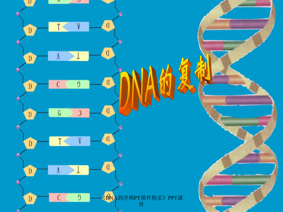 DNA的浮稰PT粗苰课件_第1页