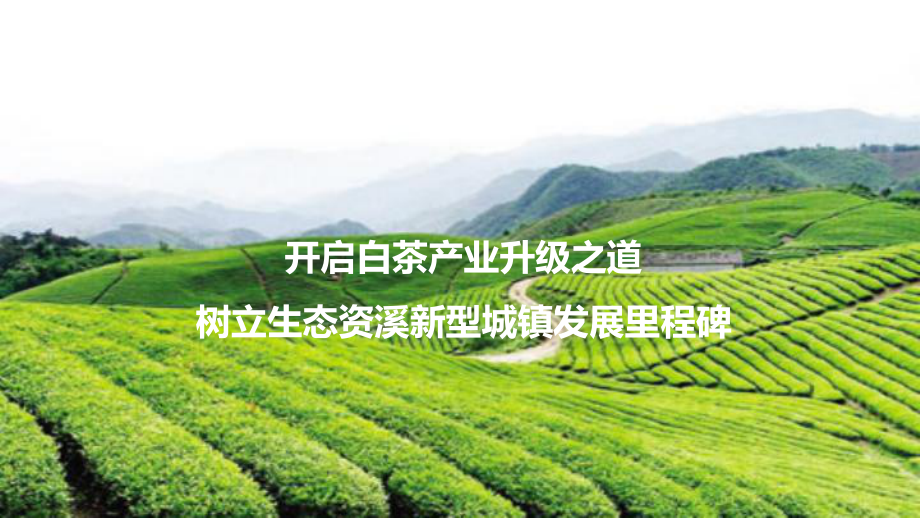 资溪白茶产业升级策划[知识荟萃]_第1页