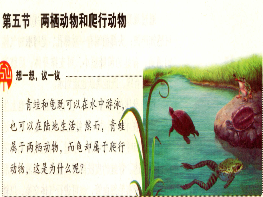 第五节两栖动物和爬行动物_第1页
