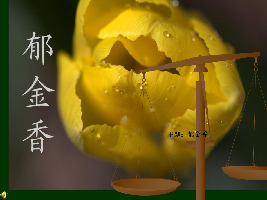 我喜欢的花郁金香课件