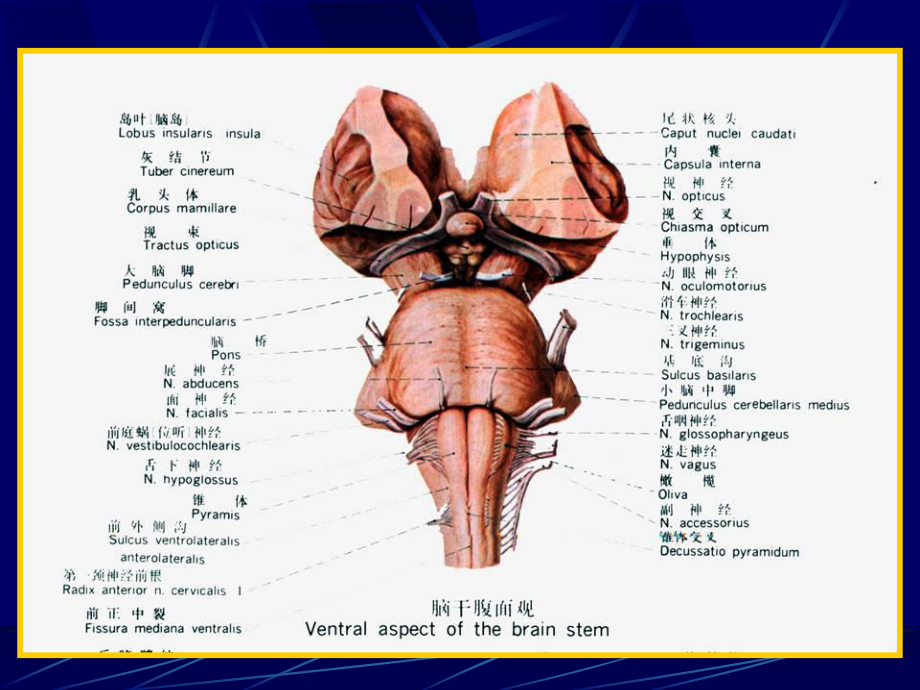 脑干内部结构解剖学教学课件