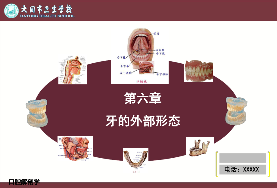 牙的外部形态课件_第1页