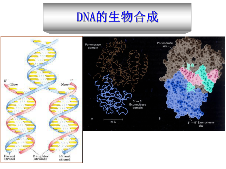 DNA的生物合成课件_第1页