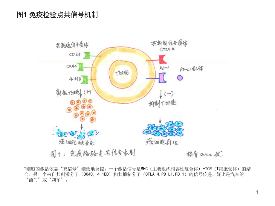 T细胞免疫图片(课堂PPT)课件_第1页