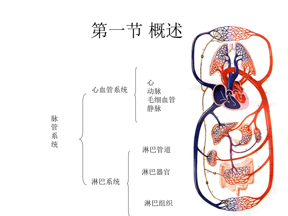 血液循环第一节概述第二呢节血管_第1页