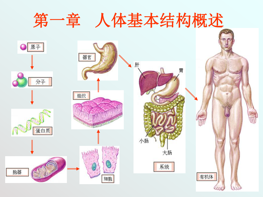 人體是基本結構PPT課件_第1頁