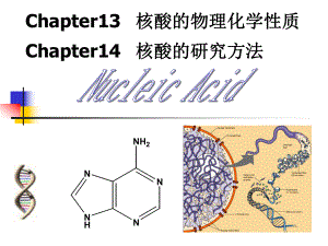 第115章核酸的物理化学性质