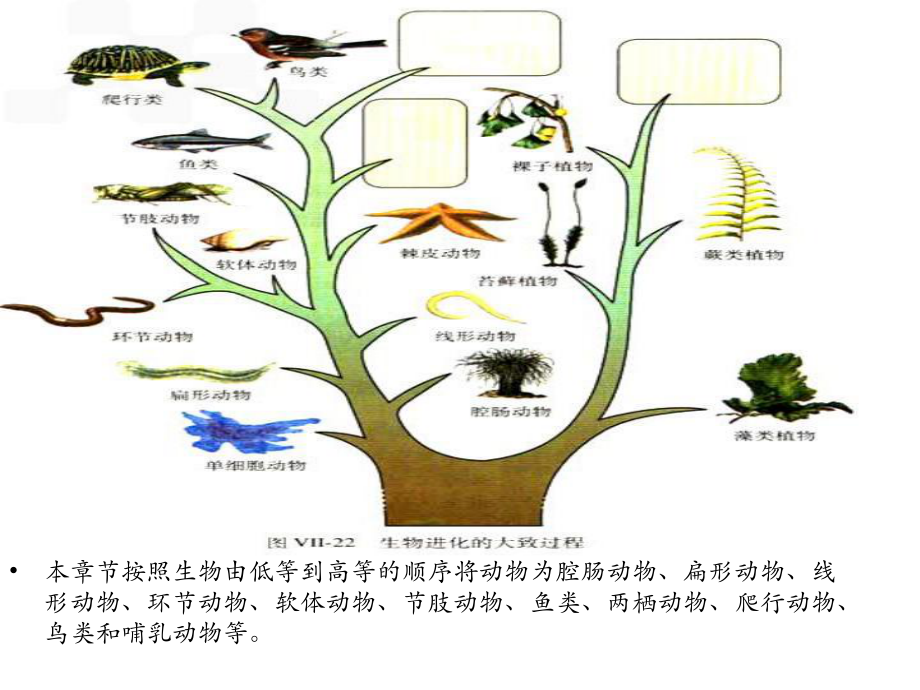 腔肠与扁形动物_第1页