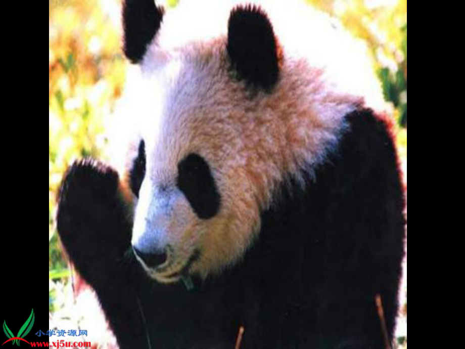 浙教版五年级上册在大熊猫的故乡课件1_第1页