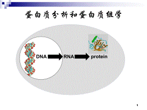 蛋白质分析和蛋白质组学课件