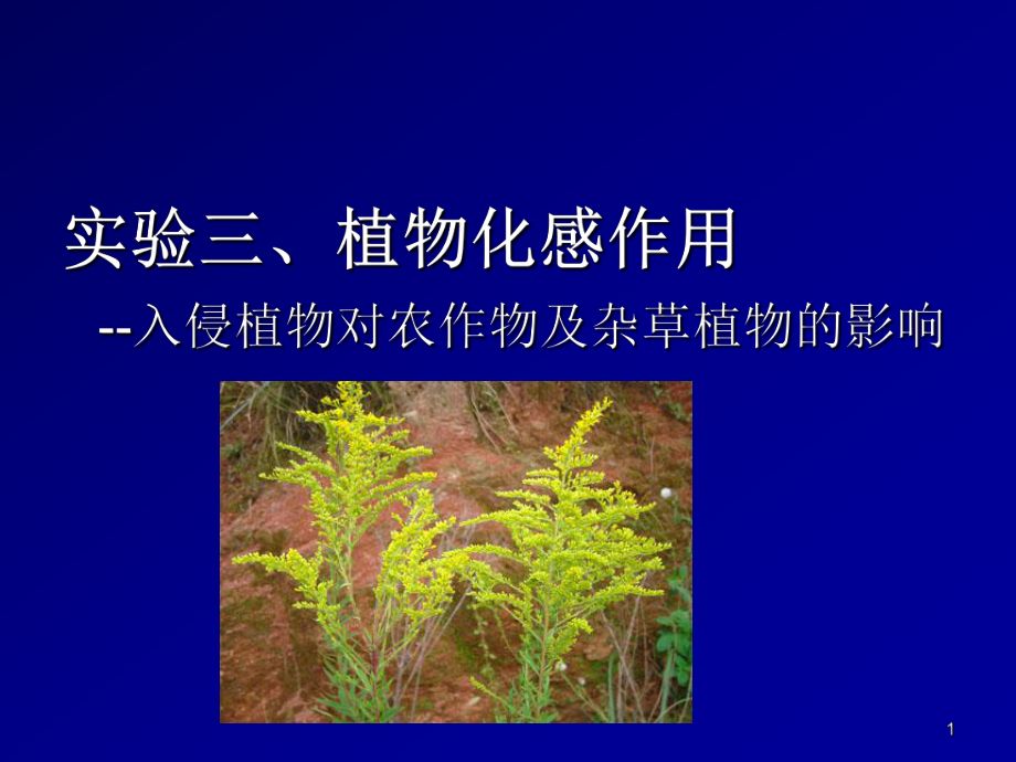 实验植物化感作用PPT演示文稿_第1页