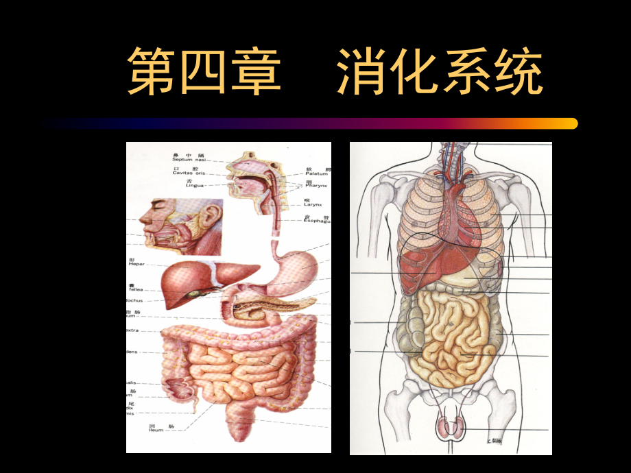 第4章消化系统_第1页