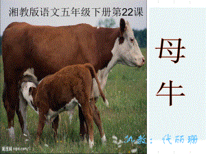 湘教版五年级下册22课母牛课件