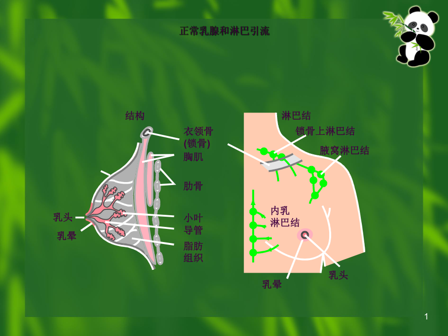 乳腺癌TNM分期ppt课件_第1页