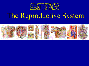 系统解剖学课件：男性生殖系统