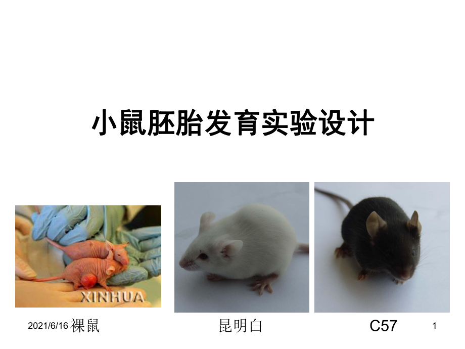 实验小鼠发育课件_第1页