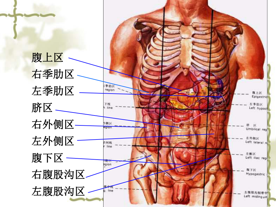 人体构造图小腹的位置图片