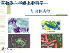 5细菌和病毒.ppt