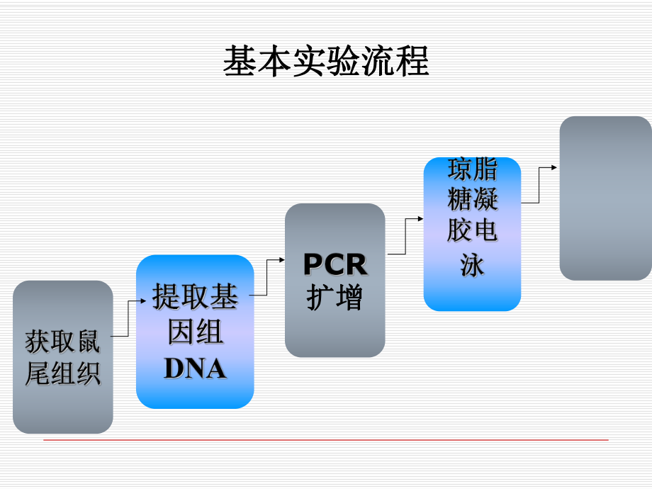 基因敲除小鼠的实验流程_第1页