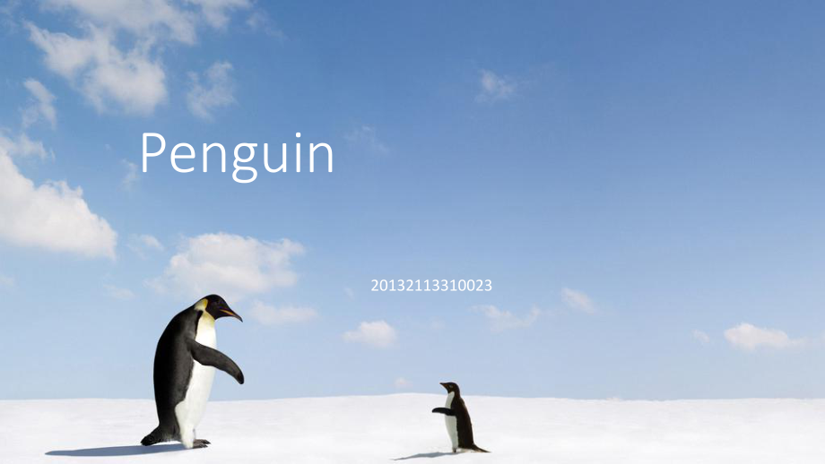企鹅的英文ppt_第1页