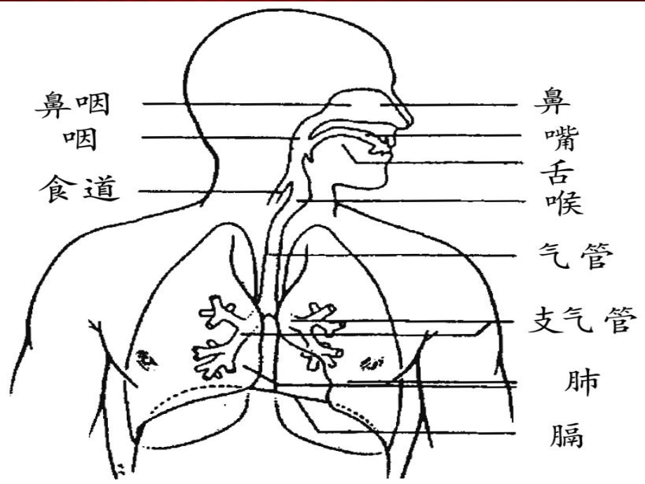 呼吸道结构图简笔画图片