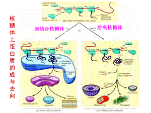 细胞内蛋白质的分选和运输细胞生物学11