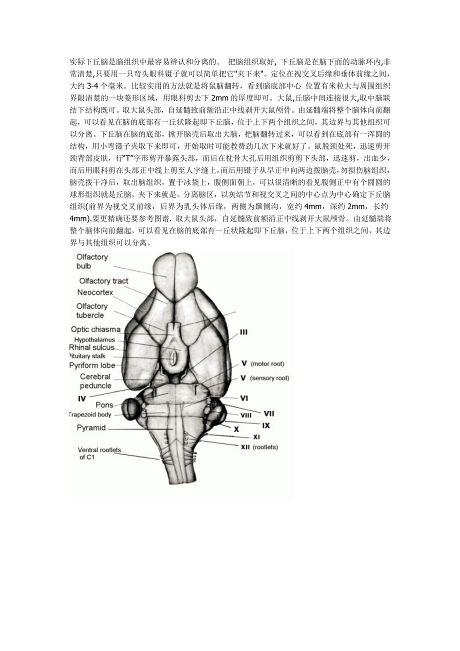 下丘脑取材_第1页