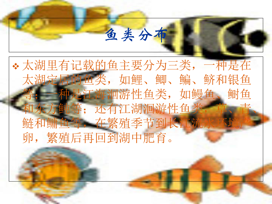 太湖鱼类资源调查PPT课件_第1页