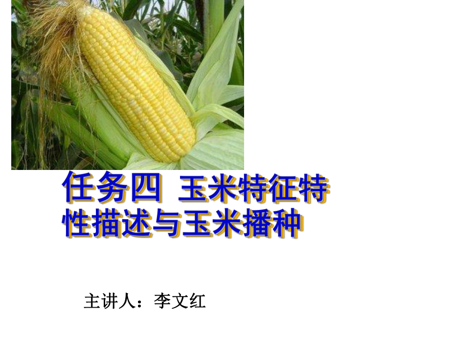 玉米特征特性描述与播种_第1页