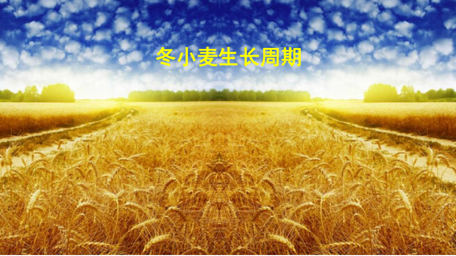 《小麦生长周期》PPT课件_第1页