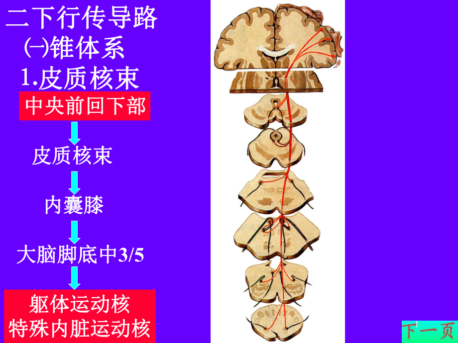 皮质核束传导示意图图片