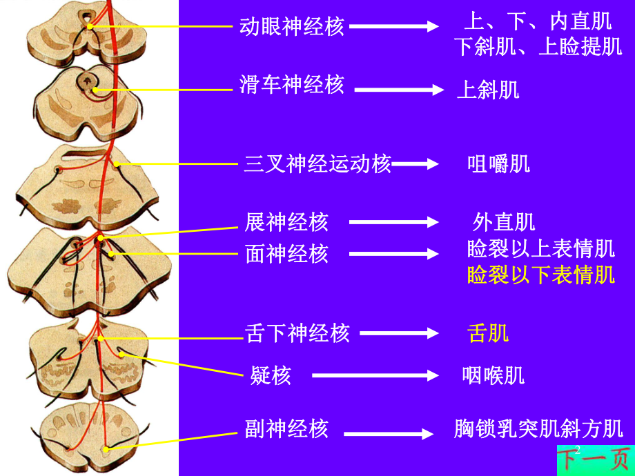 皮质核束传导示意图图片