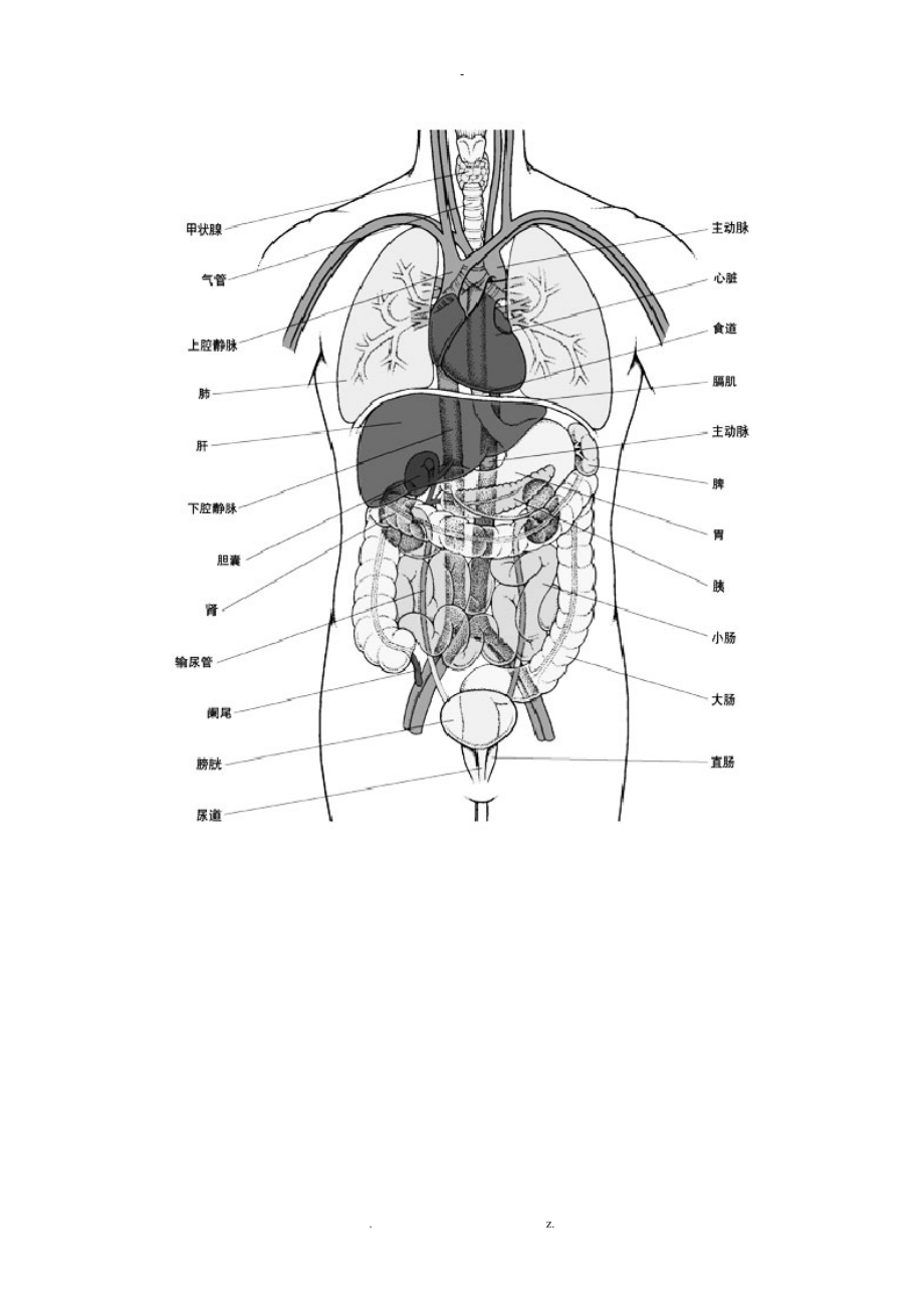 人體內臟位置圖