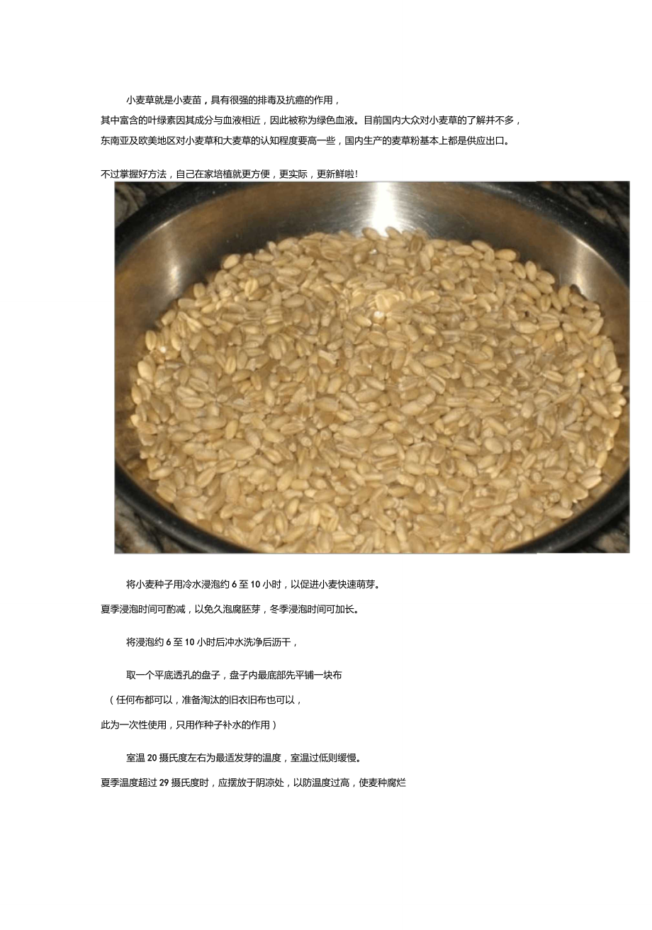 小麦草抗癌系列小麦草的种植方法_第1页