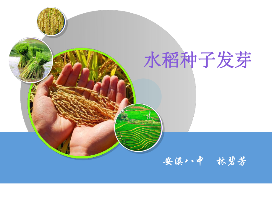 水稻种子发芽过程PPT课件_第1页