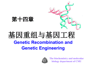 基因重组与基因工程-中国医科大学