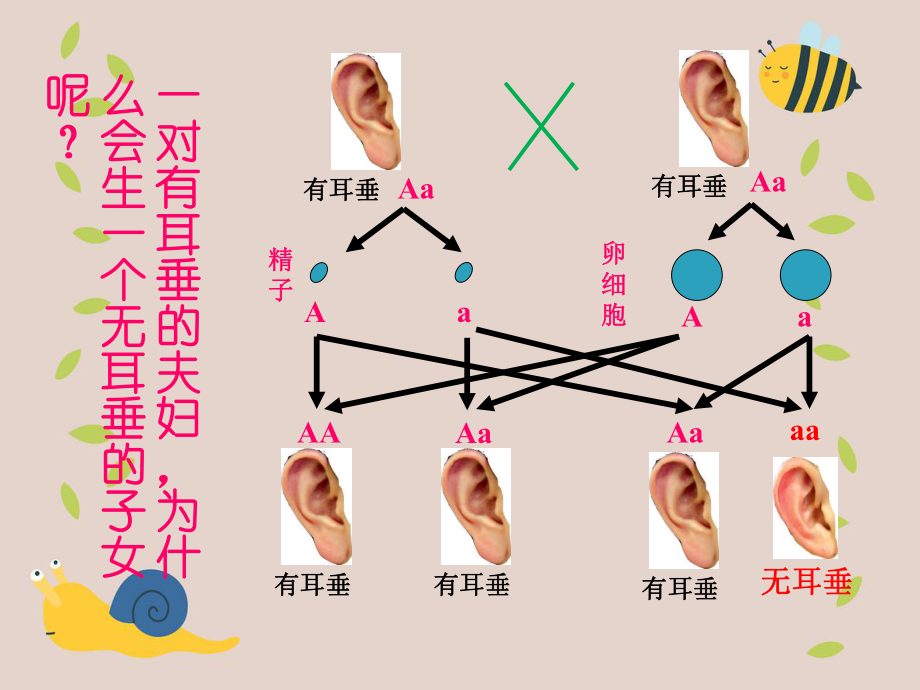 八年级生物上册第四单元第四章第二节性状的遗传基因随配子代代相传课件新版济南版课件_第1页