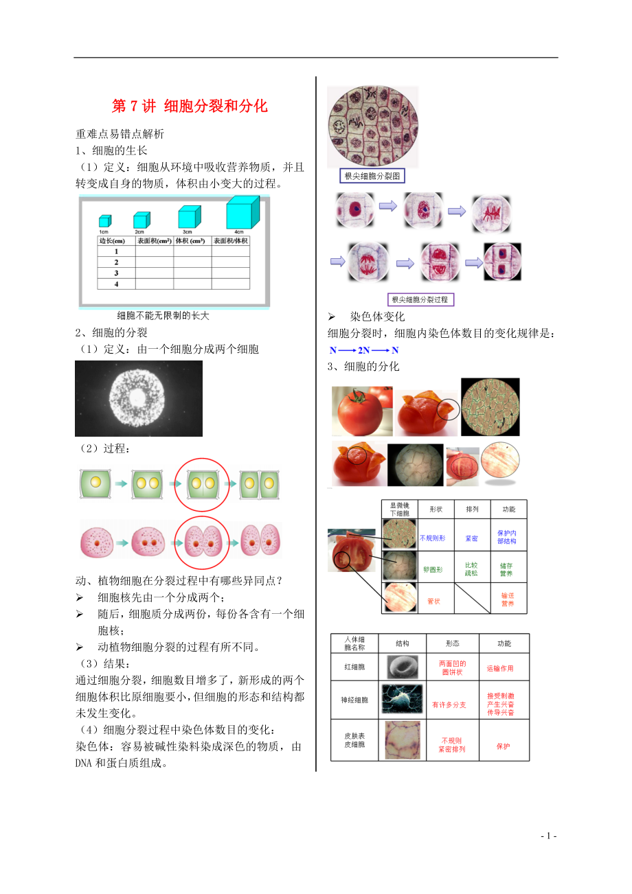 江蘇省大豐市七年級(jí)生物上冊(cè) 第7講 細(xì)胞分裂和分化講義 蘇教版_第1頁(yè)