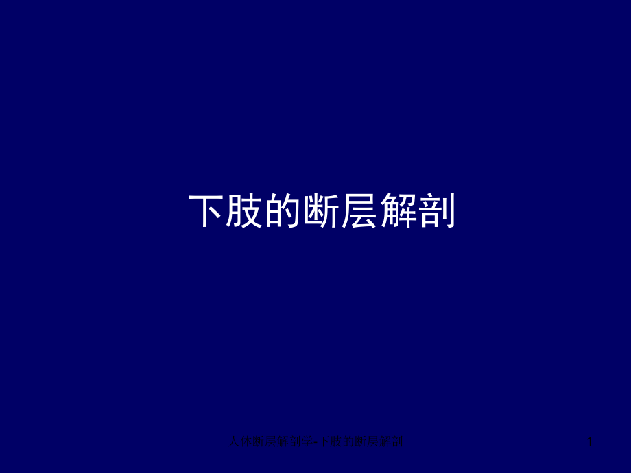 人体断层解剖学下肢的断层解剖课件_第1页