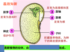 课件第一节种子的萌发2