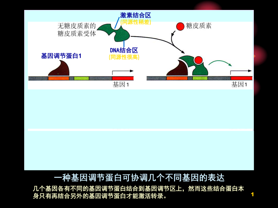 中国海洋大学细胞生物学基因表达与蛋白质的生物合成课堂PPT_第1页