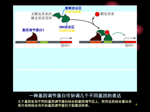 中国海洋大学细胞生物学基因表达与蛋白质的生物合成课堂PPT