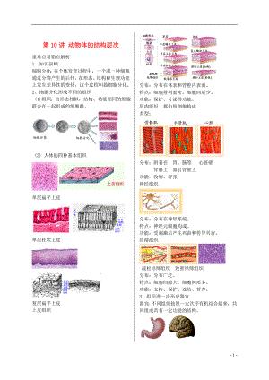 江蘇省大豐市七年級生物上冊 第10講 動物體的結(jié)構(gòu)層次講義 蘇教版