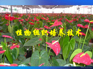 生物：12《植物組織培養(yǎng)技術(shù)》課件蘇教版選修課件