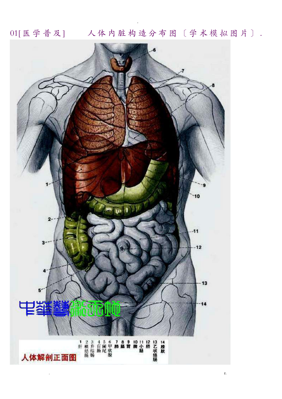 女的内脏结构图立体图片